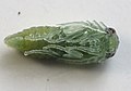 Pupa, ventral görünüm