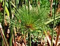 Cyperus papyrus