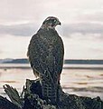 Gyrfalcon