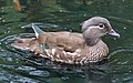 Mandarin Duck (female)