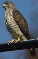 Broad-winged Hawk