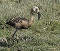 Juvenile, Jamnagar, Indija