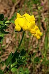 Med sine 19 400 kjente arter er erteblomstfamilien den tredje største familien i planteriket. Mange av dem vokser i Norge, som tiriltunge (Lotus corniculatus). Foto: Rüdiger Kratz