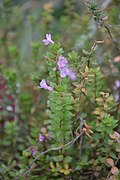 Micromeria glomerata au Conservatoire botanique national de Brest en juillet 2015.