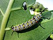 Danaus chrysippus