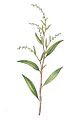 Water pepper or Polygonum hydropiper