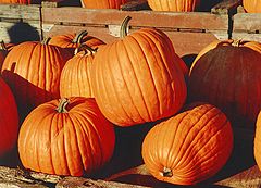 Pumpkins, photographed in Canada. Photo by Martin Doege (commons:User:Morn).