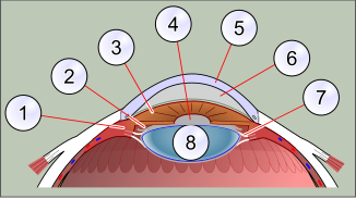 Diagrama de la part anterior de l'ull humà