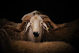 Un mouton avant son sacrifice lors de l'Aïd al-Adha, à Casablanca au Maroc