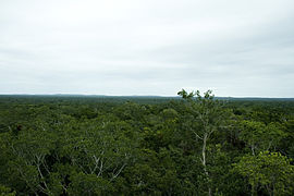 Calakmul Calakmul