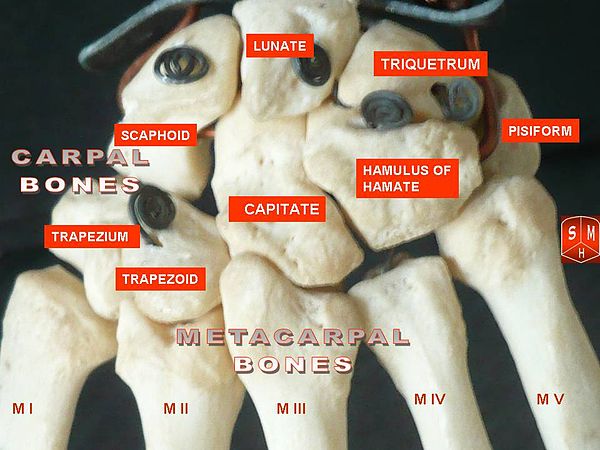 Carpometacarpal joints of the left hand. Thumb on left.