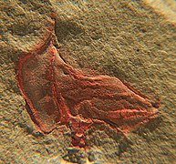 Fossile d'Homalozoaire (Cothurnocystis elizae).