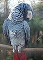 Griza papago (Psittacus erithacus)