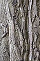 Bark