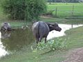 泰國的水牛