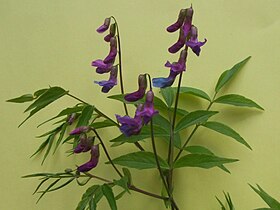 Lathyrus vernus