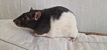 A black and white hooded fancy rat.