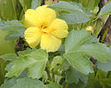 Hibiscus brackenridgei