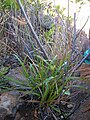 Cyperus hillebrandii ssp. decipiens