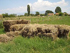 Бали со сено во Драчево