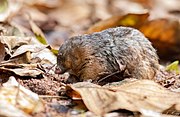 Brown golden mole