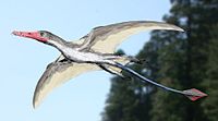 Angustinaripterus