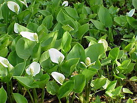 Calla palustris.