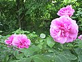 Rose Gertrude Jekyll, Salzhemmendorf (Germany)