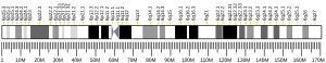 Cromosoma 6 (humà)