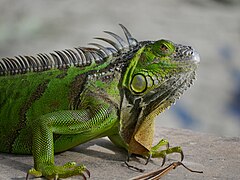 Iguane vert.