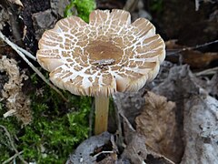 La lépiote en bouclier (Lepiota clypeolaria), autre petite lépiote Hautement toxique .