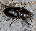 Самка Lucanus barbarossa'