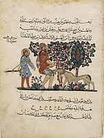 中世纪时期的阿拉伯对开本，描绘了一条疯狗咬人的画面。大约1224年。
