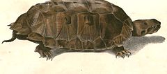 Description de l'image Notochelys platynota Hardwicke.jpg.