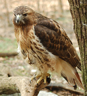 Jamajka buteo