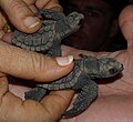 Crias de tartaruga-marinha-comum