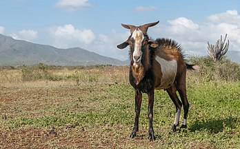 Bouc (Capra aegagrus hircus) sur l’île vénézuélienne de Margarita, dans la mer des Caraïbes. (définition réelle 4 133 × 2 573)