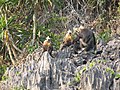 Trachypithecus poliocephalus au Parc National de Cát Bà, Viêt Nam.