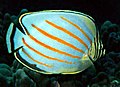 Ornate butterflyfish Chaetodon ("Citharoedus") ornatissimus