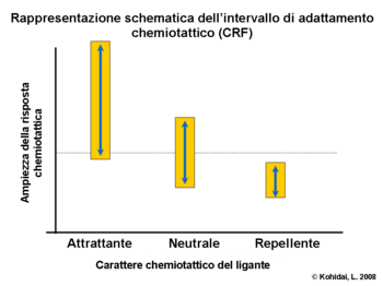 Rappresentazione schematica dell'intervallo di adattamento chemiotattico (CRF)