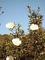 Lack-Zistrose (Cistus ladanifer)