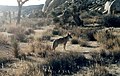 Um coiote (Canis latrans).