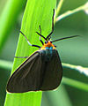 Ctenucha virginica (Arctiinae, Arctiini, Ctenuchina)