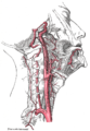 Les artères de la tête et du cou: l'artère linguale est une branche de l'artère carotide externe. Côté droit.