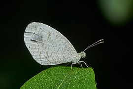 Leptosiaini Leptosia nina