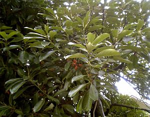 Lithocarpus edulis