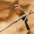 en:Bee-eater, en:White-fronted Bee-eater