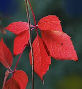 Feuille à l'automne