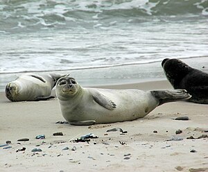 Selger (Phoca vitulina) üüb a dün faan Halaglun