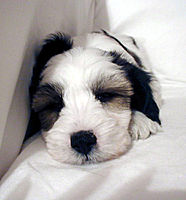 Tibetan Terrier puppy